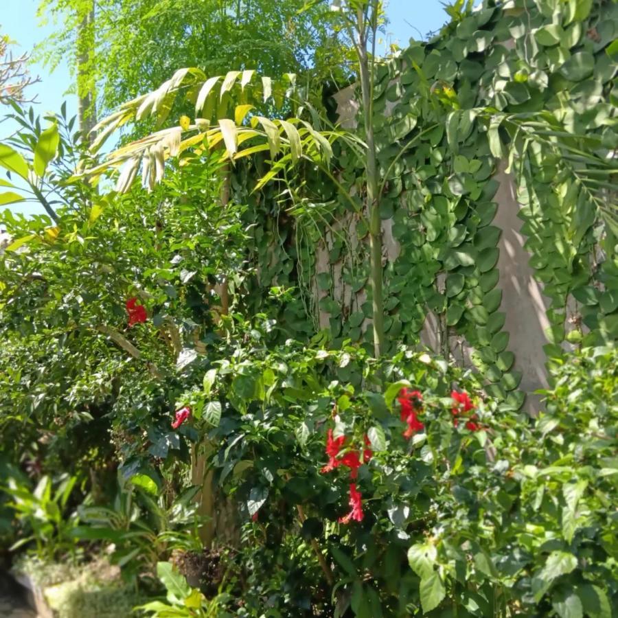 Coliving Bali Sweet Kost Lengkap Di Kota Homestay